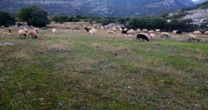 ΣΥΡΙΖΑ: Καταγγέλλει «σκάνδαλο» του ΟΠΕΚΕΠΕ στο αεροδρόμιο Αγρινίου