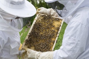 ΚΚΕ: Άμεσα και αυστηρά μέτρα προστασίας της ελληνικής μελισσοκομίας από την εξάπλωση του Μικρού Σκαθαριού της Κυψέλης