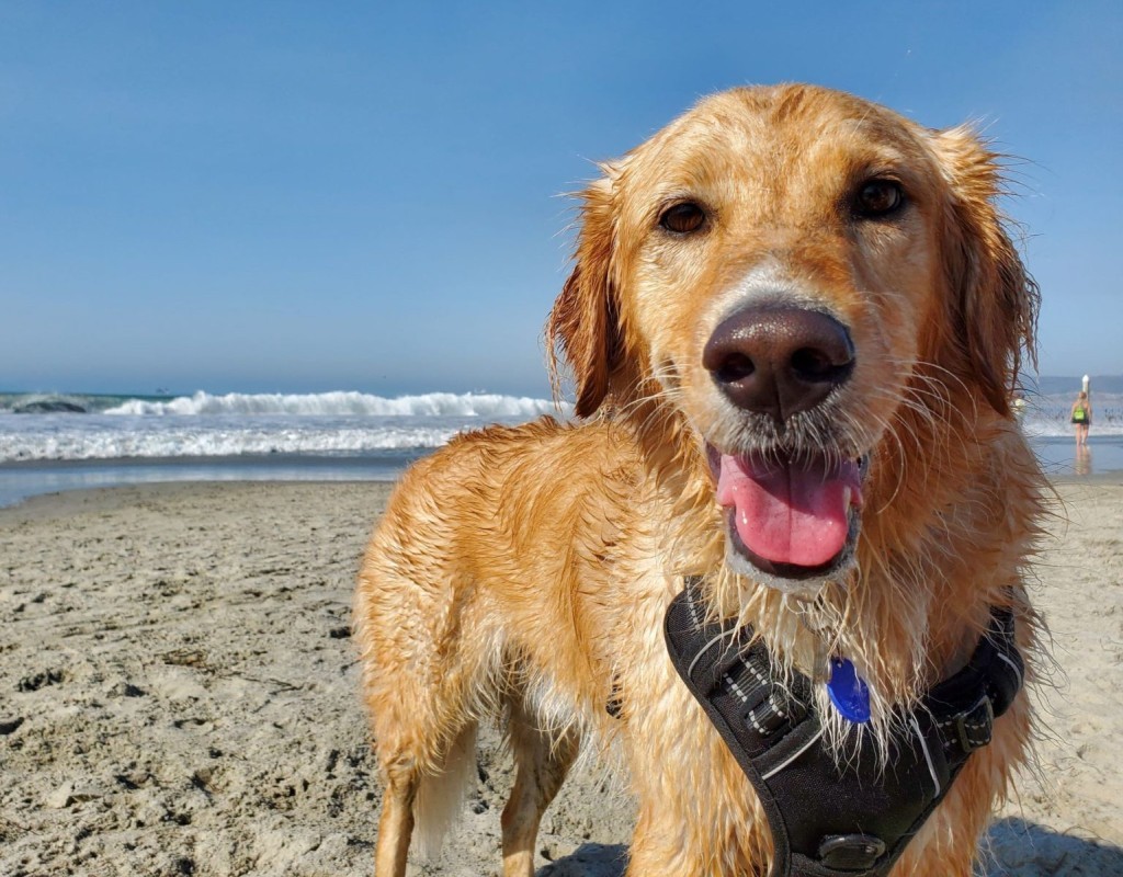 Να πάρω τον σκύλο μου στην παραλία; – Πώς θα περάσετε καλά και οι δυο