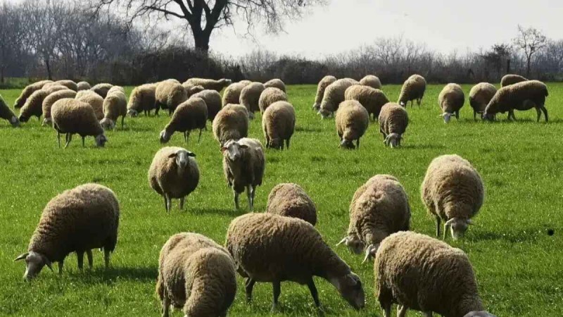 Σε απόγνωση κτηνοτρόφοι και γεωργοί: Πνίγονται σε χρέη προς τράπεζες, servicers και Δημόσιο