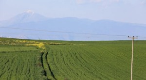 ΟΠΕΚΕΠΕ: «Νοίκιαζαν» χωράφια και από νεκρούς - Οι ανύπαρκτοι αγρότες και οι ψεύτικες κληρονομιές