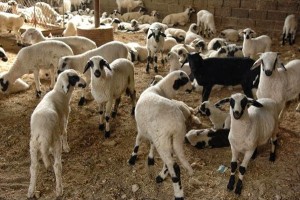 Αθήνα: Έκαναν παράνομη εκτροφή κοτόπουλων, κατσικιών και εριφίων σε ταράτσα 16οροφου κτιρίου