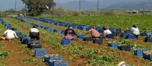 Κίνδυνος για τη φετινή σοδειά - Παραγωγοί δεν βρίσκουν εργάτες και ζητάνε να ανοίξουν τα σύνορα με τα Βαλκάνια