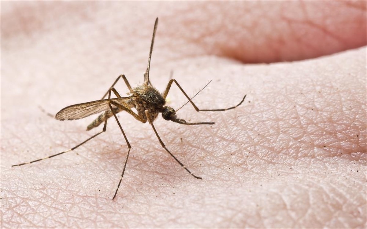 Αυτά είναι τα 5 μυστικά για να μην σε τσιμπούν τα κουνούπια