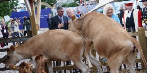 Αγελάδες... καβάλησαν η μία την άλλη, ενώ τις χάιδευε η βασίλισσα Καμίλα -Ξέσπασε σε γέλια